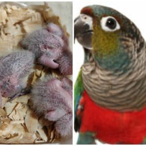 Crimson Belly Conure