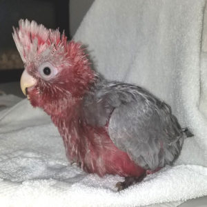 Rose Breasted Cockatoo