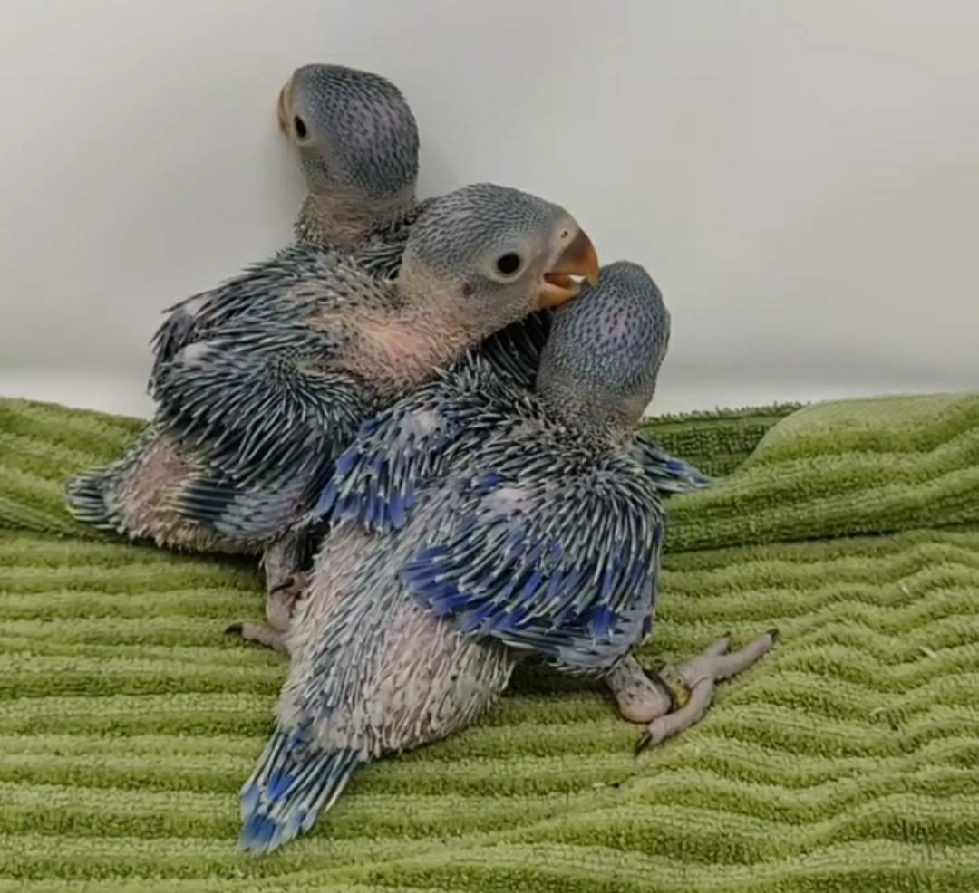 Violet Indian Ringneck